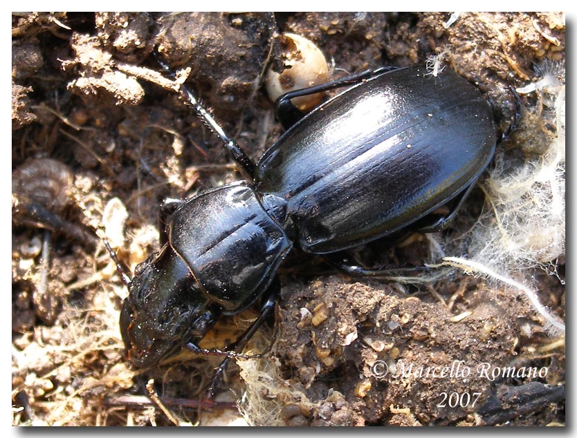 I Percus siciliani: P. lineatus e P. corrugatus (Carabidae)